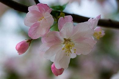 《暗喻幻想：ReFantazio》特别节目ATLUS Exclusive预定于7月6日发布！